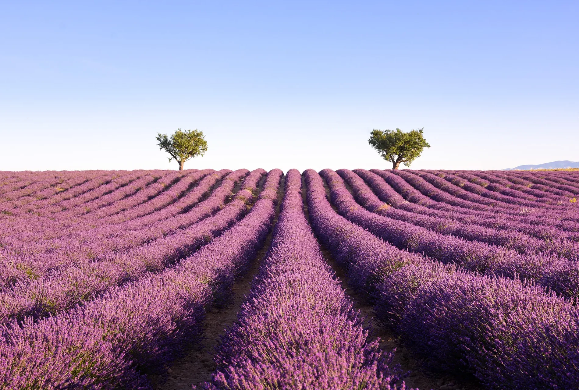 Image hover effect image