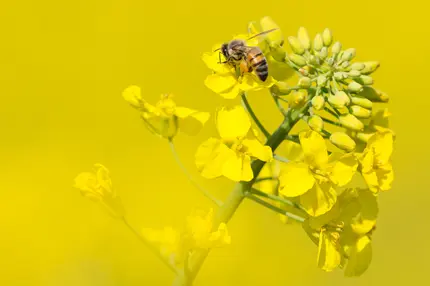 Image hover effect image